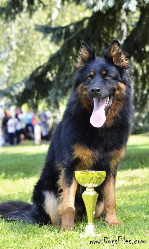 Dog Photo
