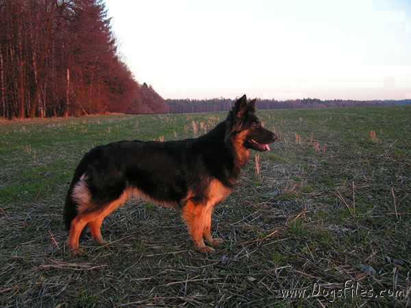 Dog Photo