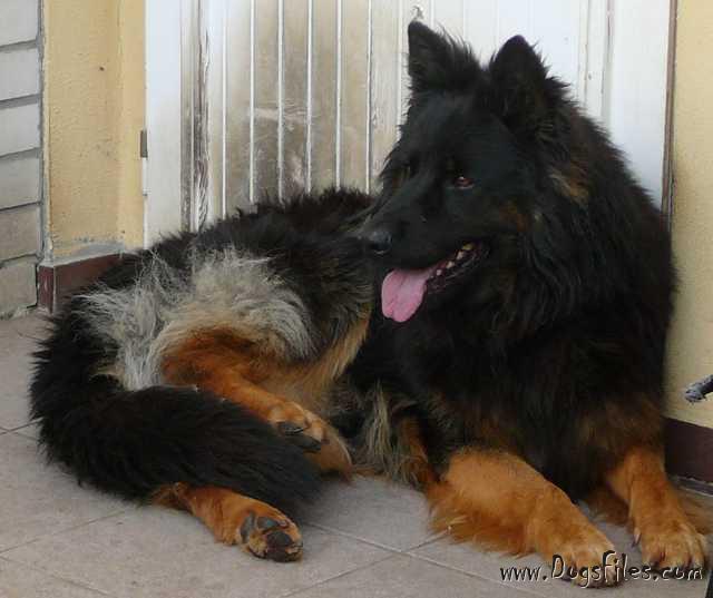 Dog Photo