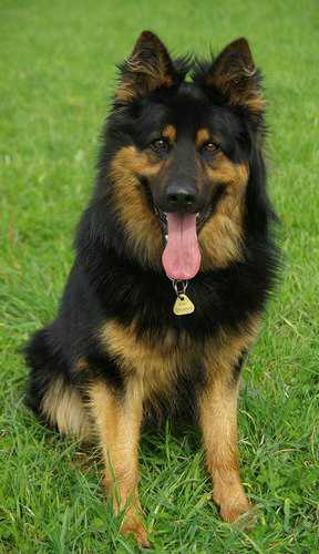 Dog Photo