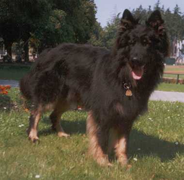 Dog Photo