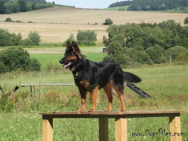 Dog Photo