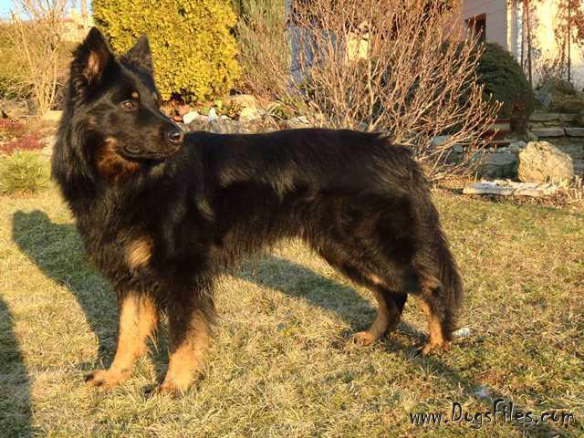 Dog Photo