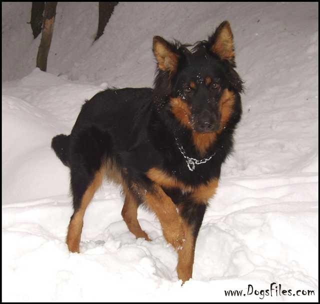 Dog Photo