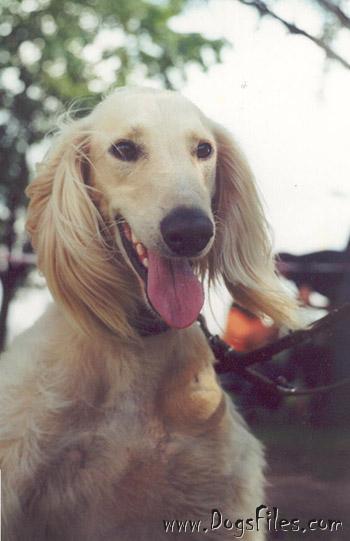 Dog Photo