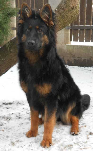 Dog Photo