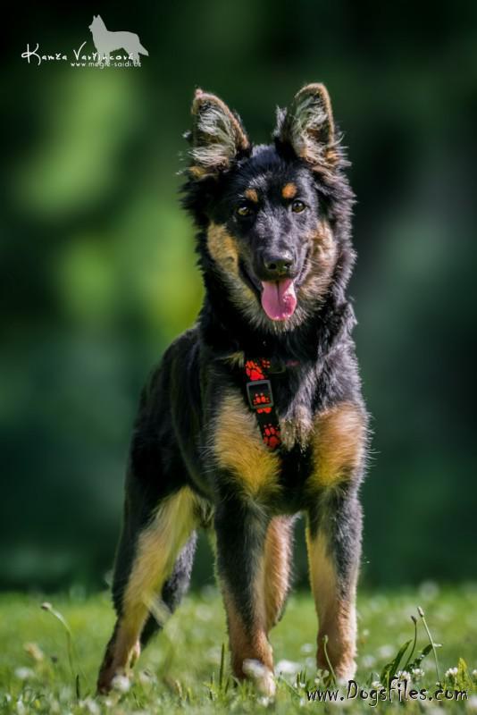 Dog Photo