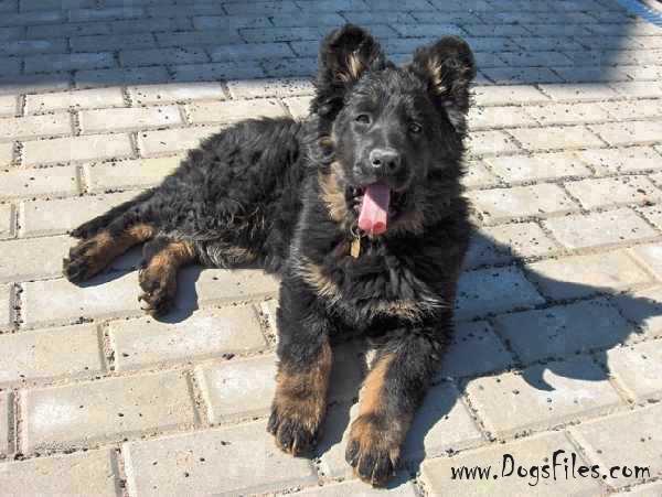 Dog Photo
