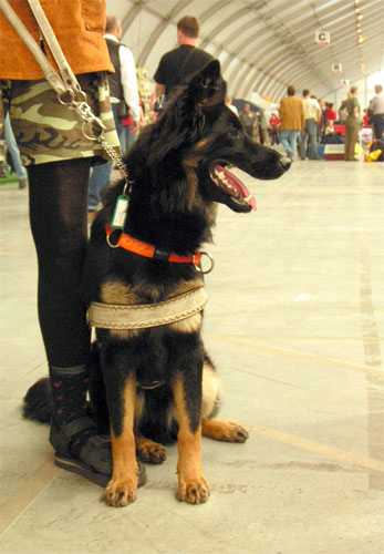 Dog Photo