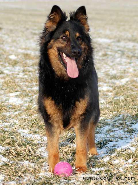Dog Photo