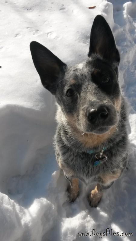 Dog Photo