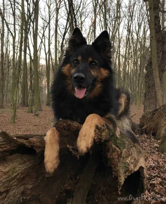 Dog Photo