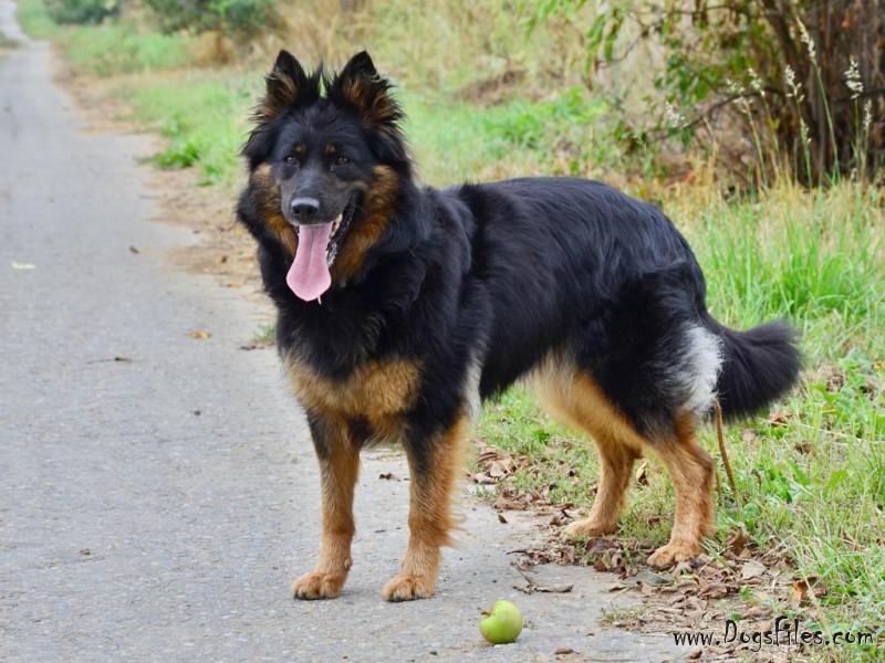 Dog Photo