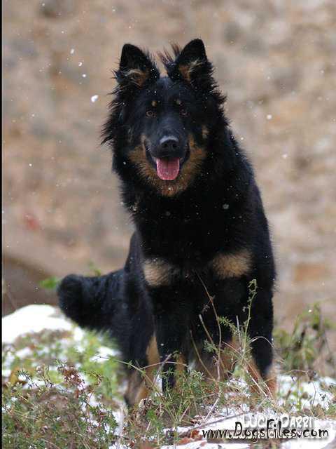 Dog Photo