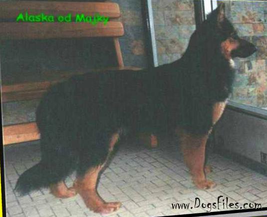 Dog Photo