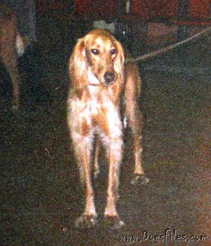 Dog Photo