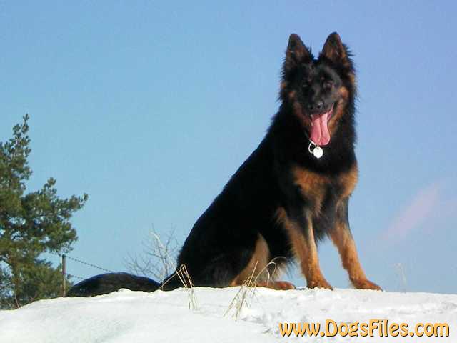 Dog Photo