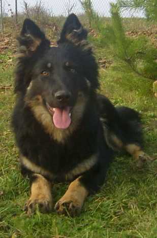 Dog Photo