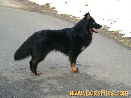 Dog Photo