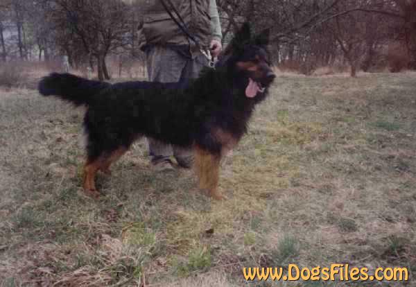 Dog Photo