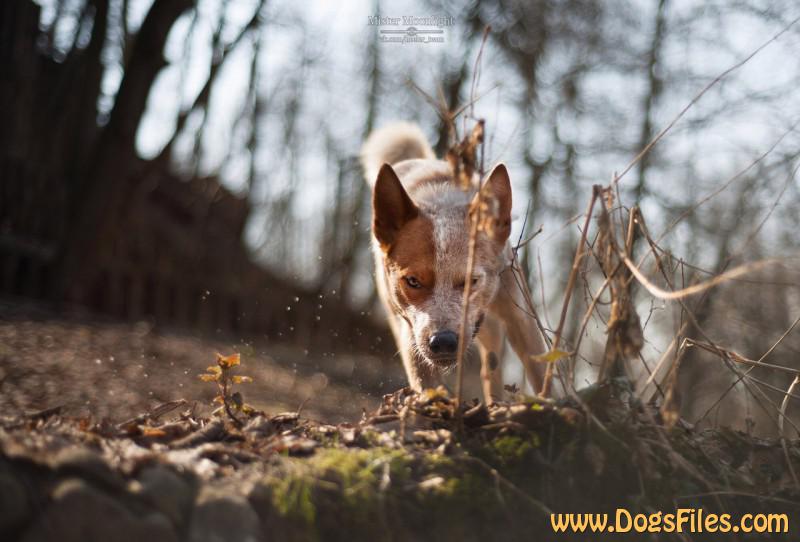 Dog Photo