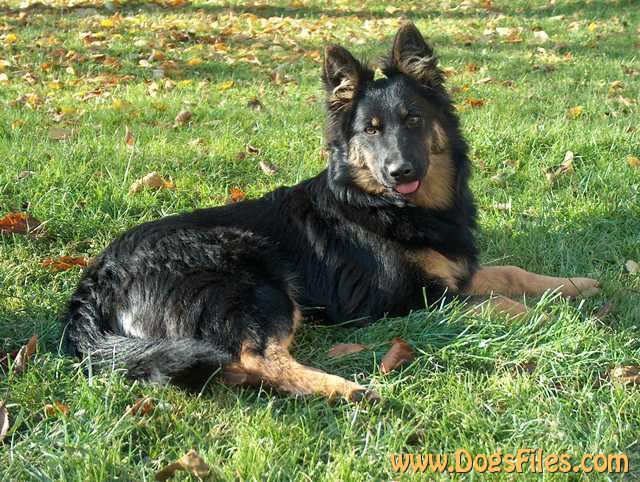 Dog Photo