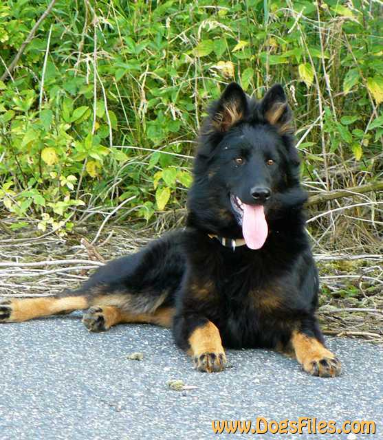 Dog Photo