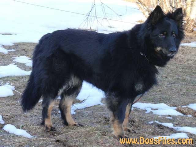 Dog Photo