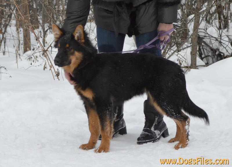 Dog Photo