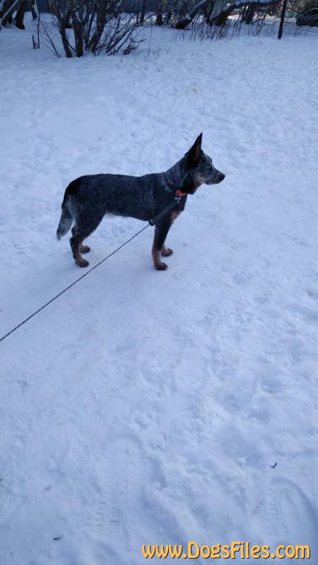 Dog Photo