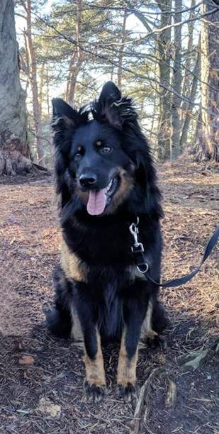 Dog Photo