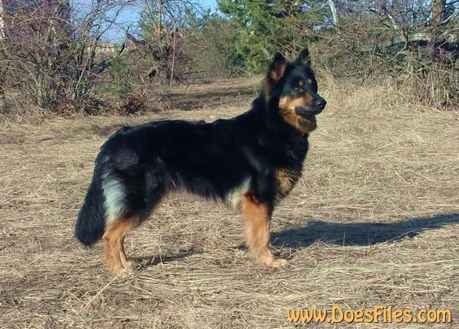 Dog Photo