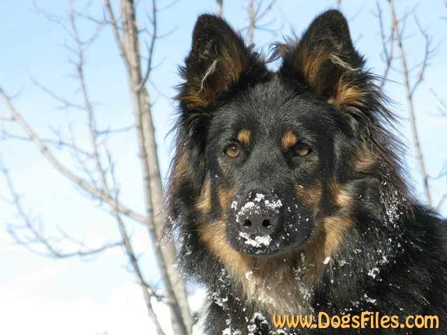 Dog Photo