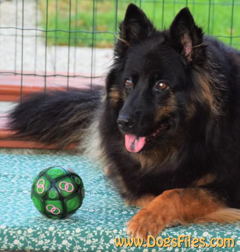 Dog Photo
