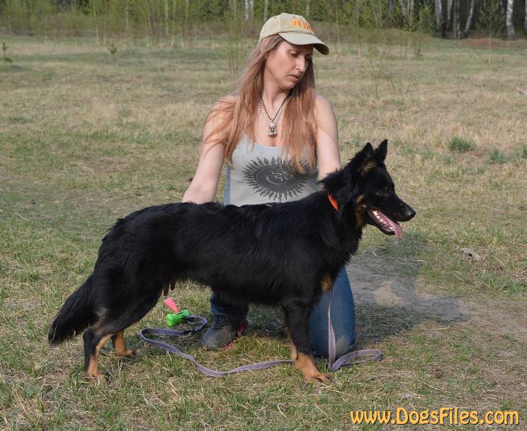 Dog Photo