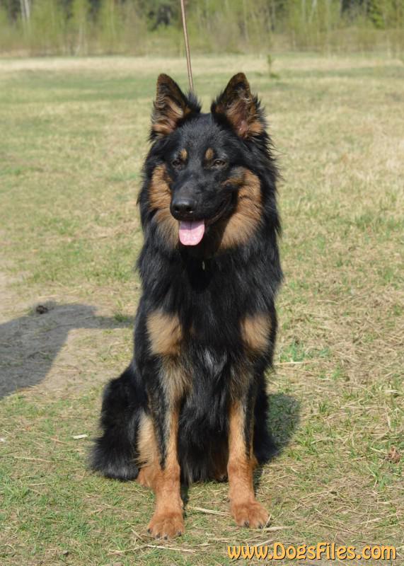 Dog Photo