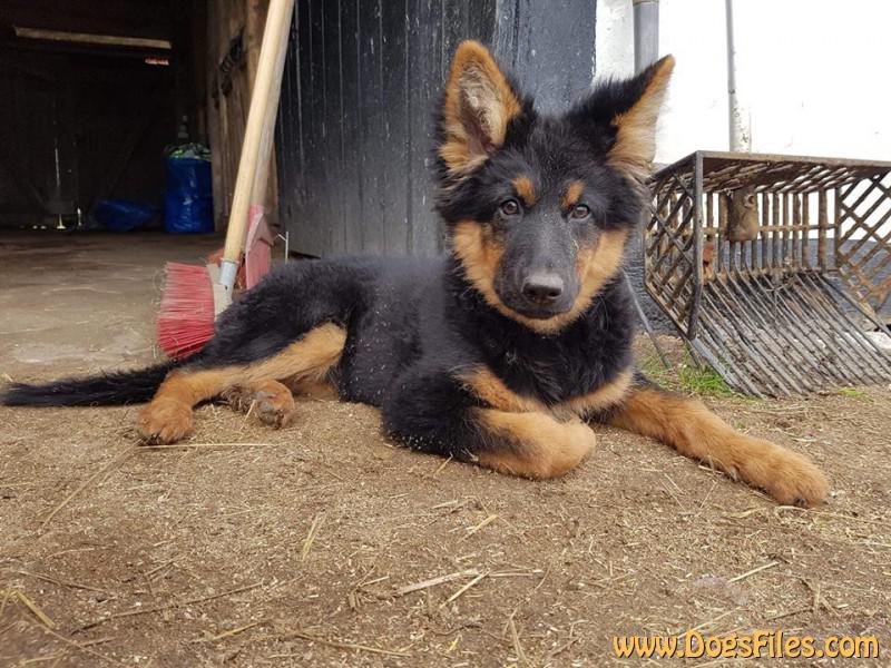 Dog Photo