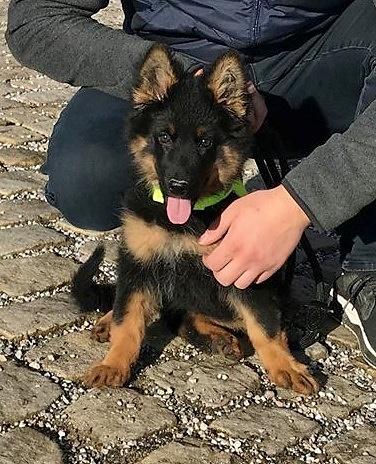 Dog Photo