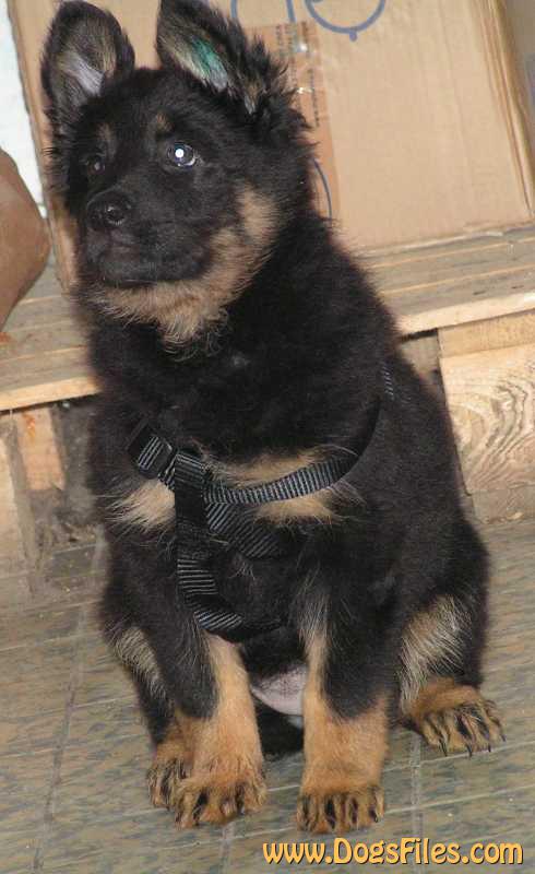 Dog Photo