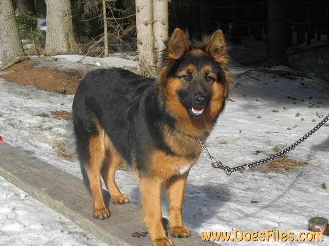 Dog Photo