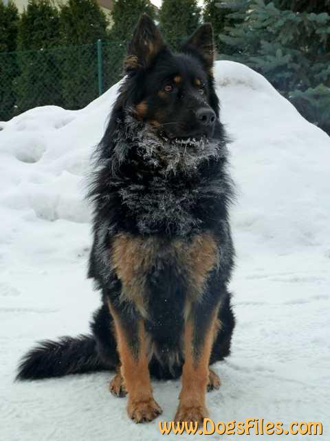 Dog Photo
