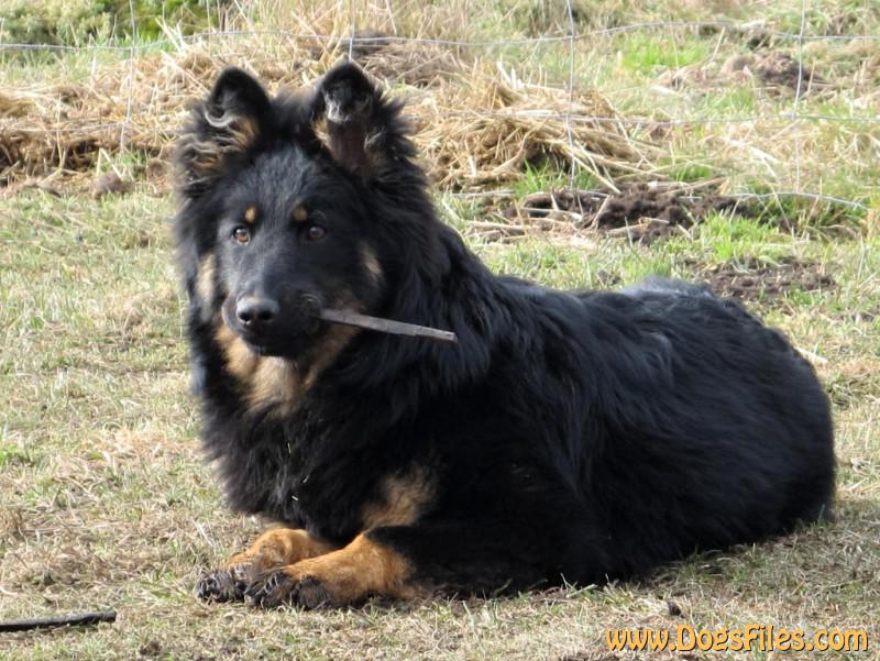 Dog Photo