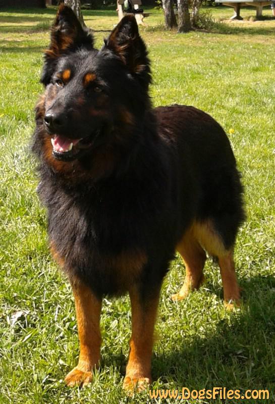 Dog Photo