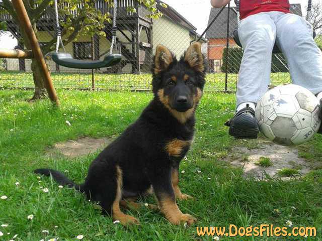 Dog Photo
