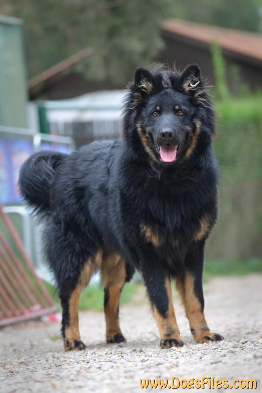 Dog Photo