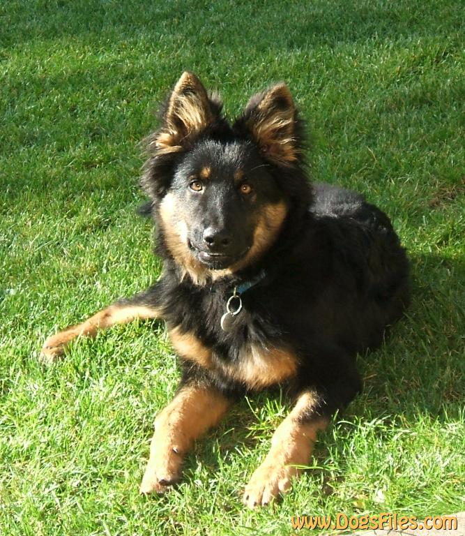 Dog Photo