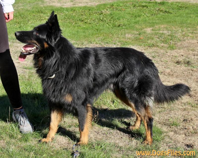 Dog Photo