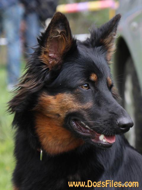 Dog Photo