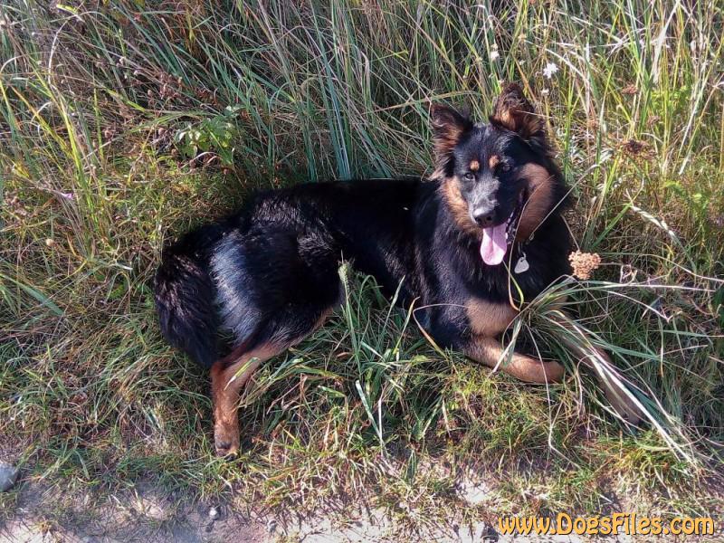 Dog Photo