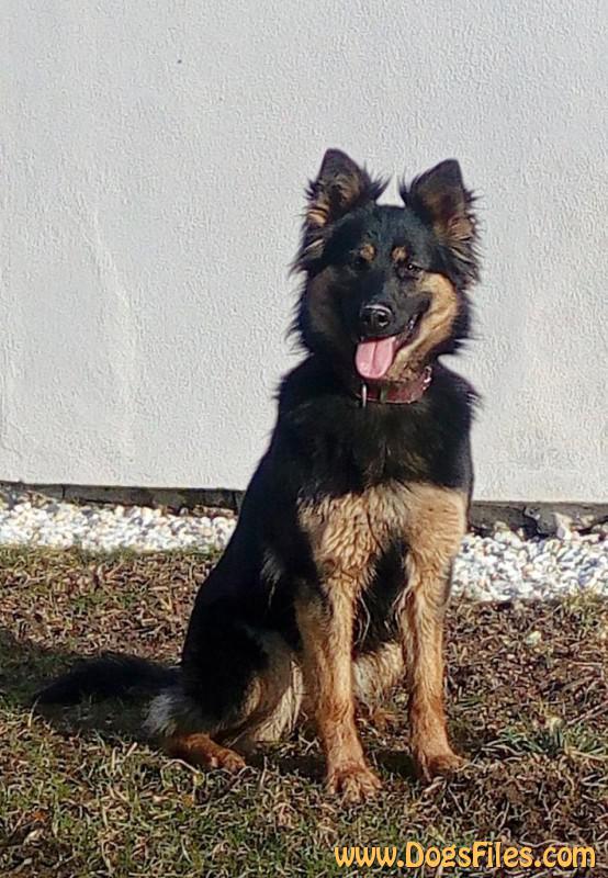 Dog Photo